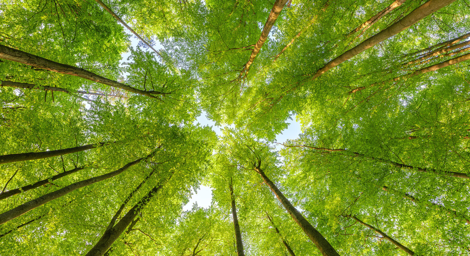 A canopy of tress but below