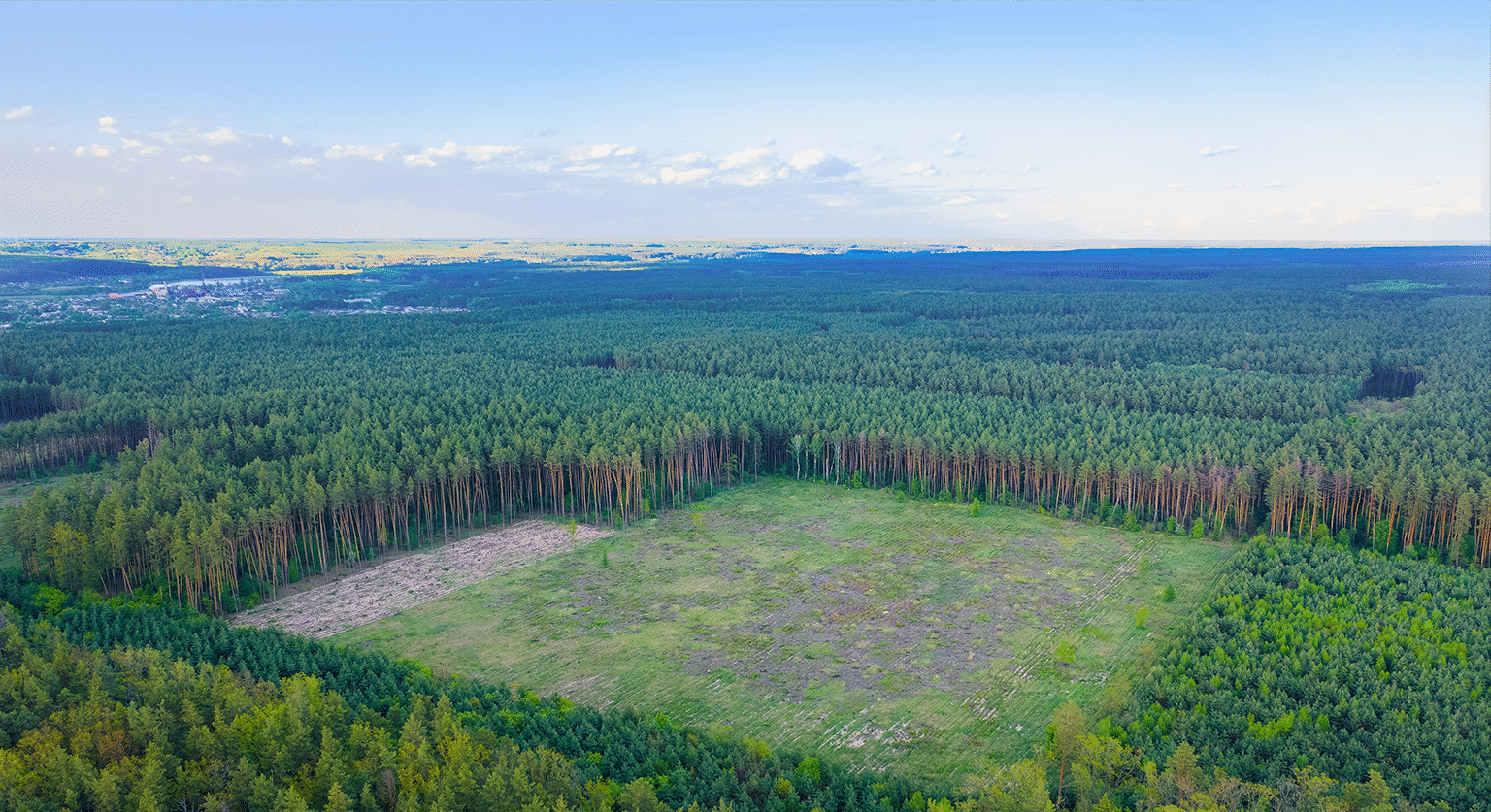 A patch of deforested land surrounded by a forest